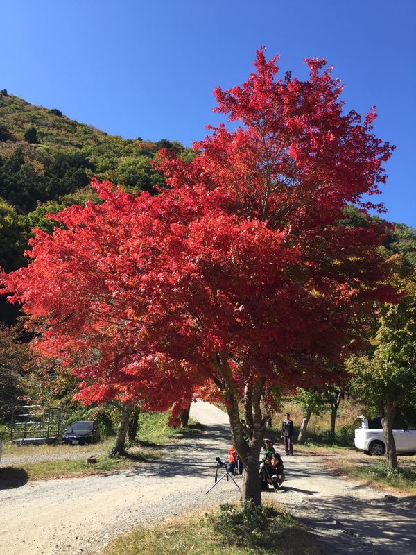 日本「「精進湖の紅葉　毎年同じ場所 2015年」」の写真：毎年同じ場所で撮影しています。
