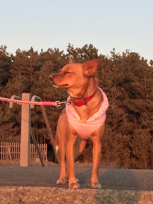 日本「「沼津市我入道海岸　夕陽」」の写真：夕陽を浴びて、瞑想する愛犬ハッピー❣️