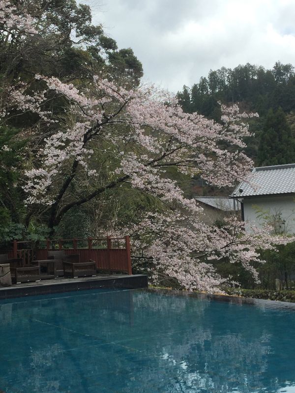 日本「「吉奈温泉　東府屋　再び」」の写真：桜🌸が綺麗でした❣️