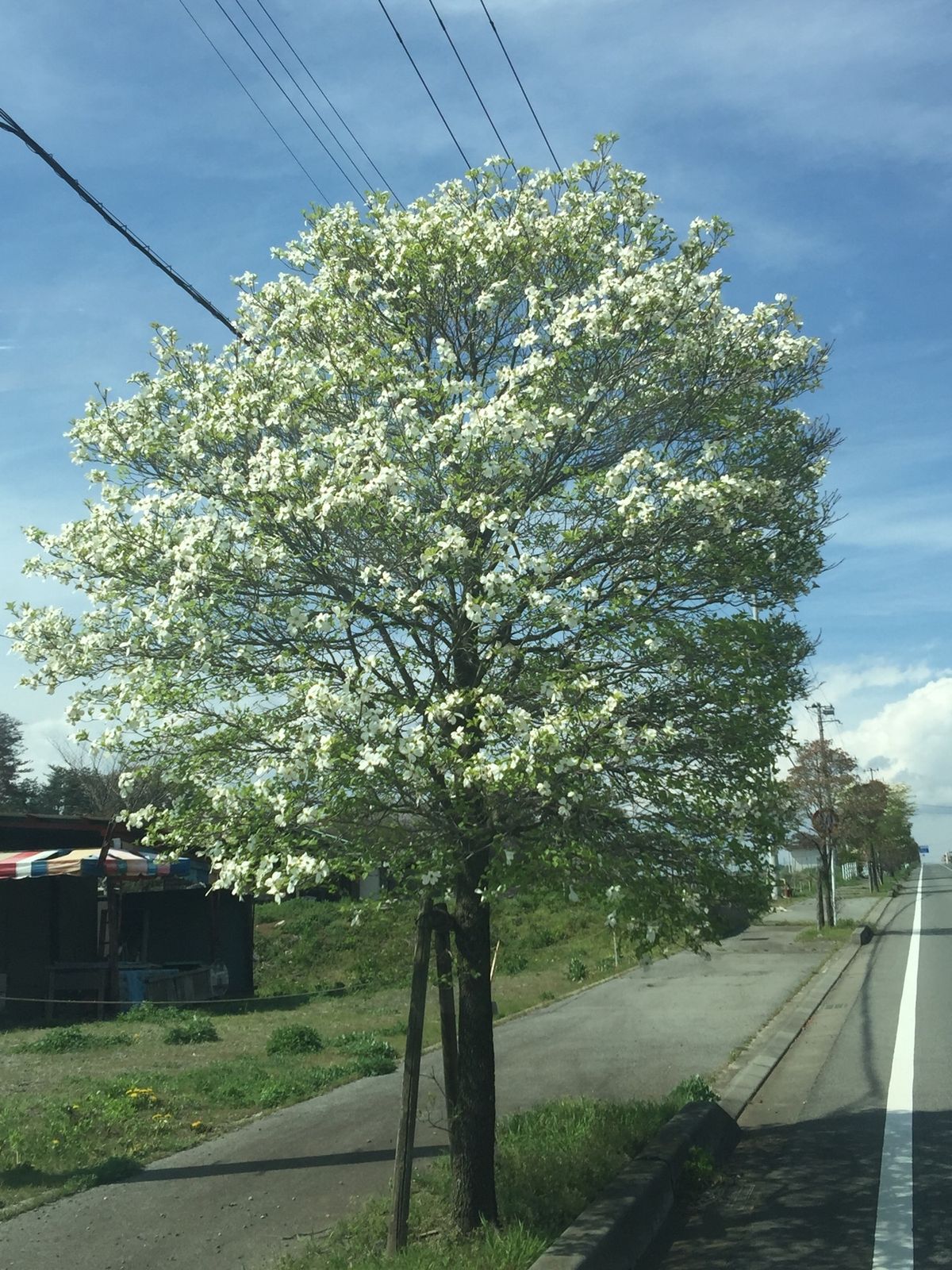 旧山梨県立フラワーセンターの頃から、よく行っています。