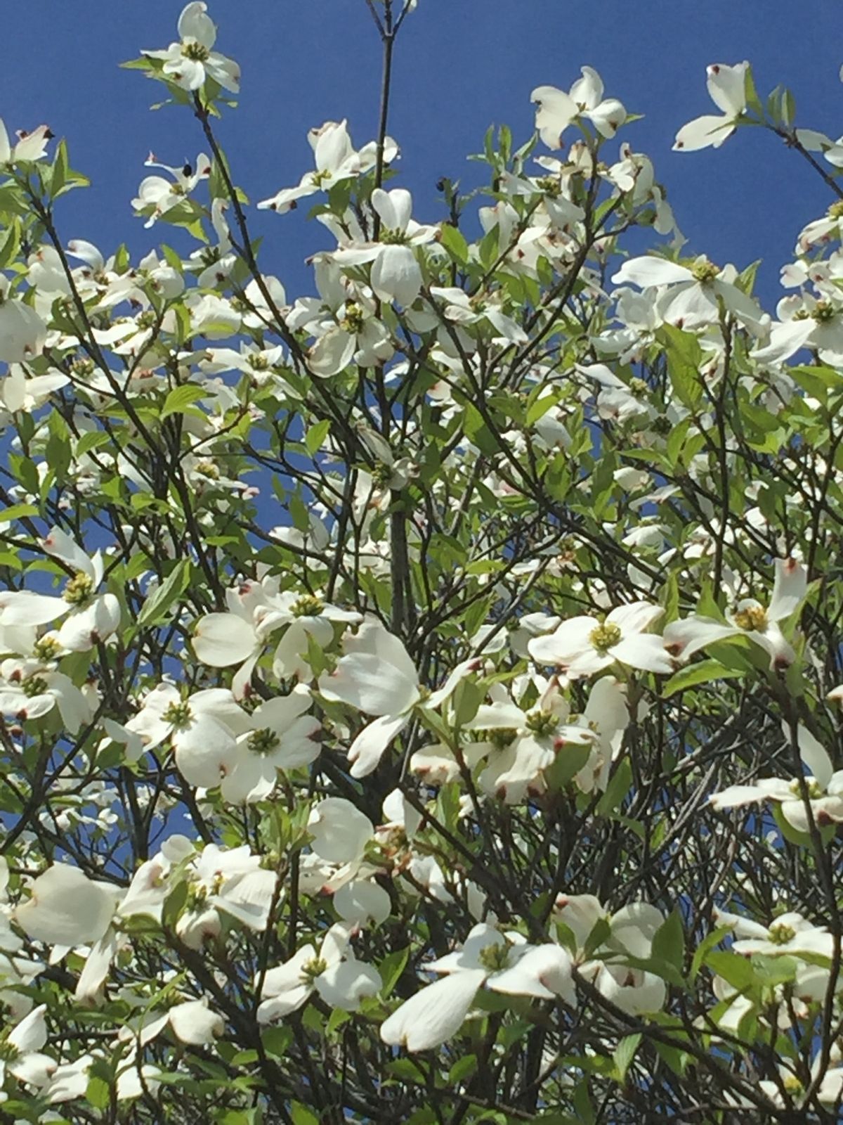 旧山梨県立フラワーセンターの頃から、よく行っています。
