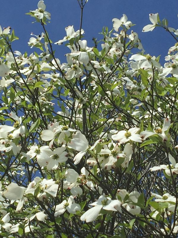 日本「「山梨県　ハイジの村」」の写真：旧山梨県立フラワーセンターの頃から、よく...
