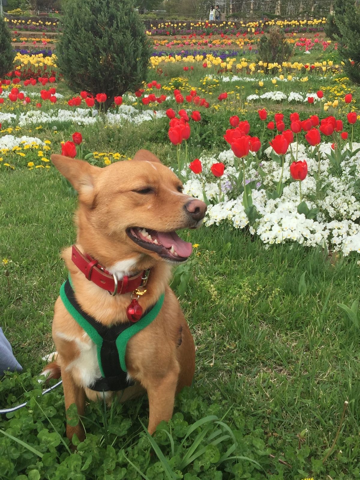 旧山梨県立フラワーセンターの頃から、よく行っています。