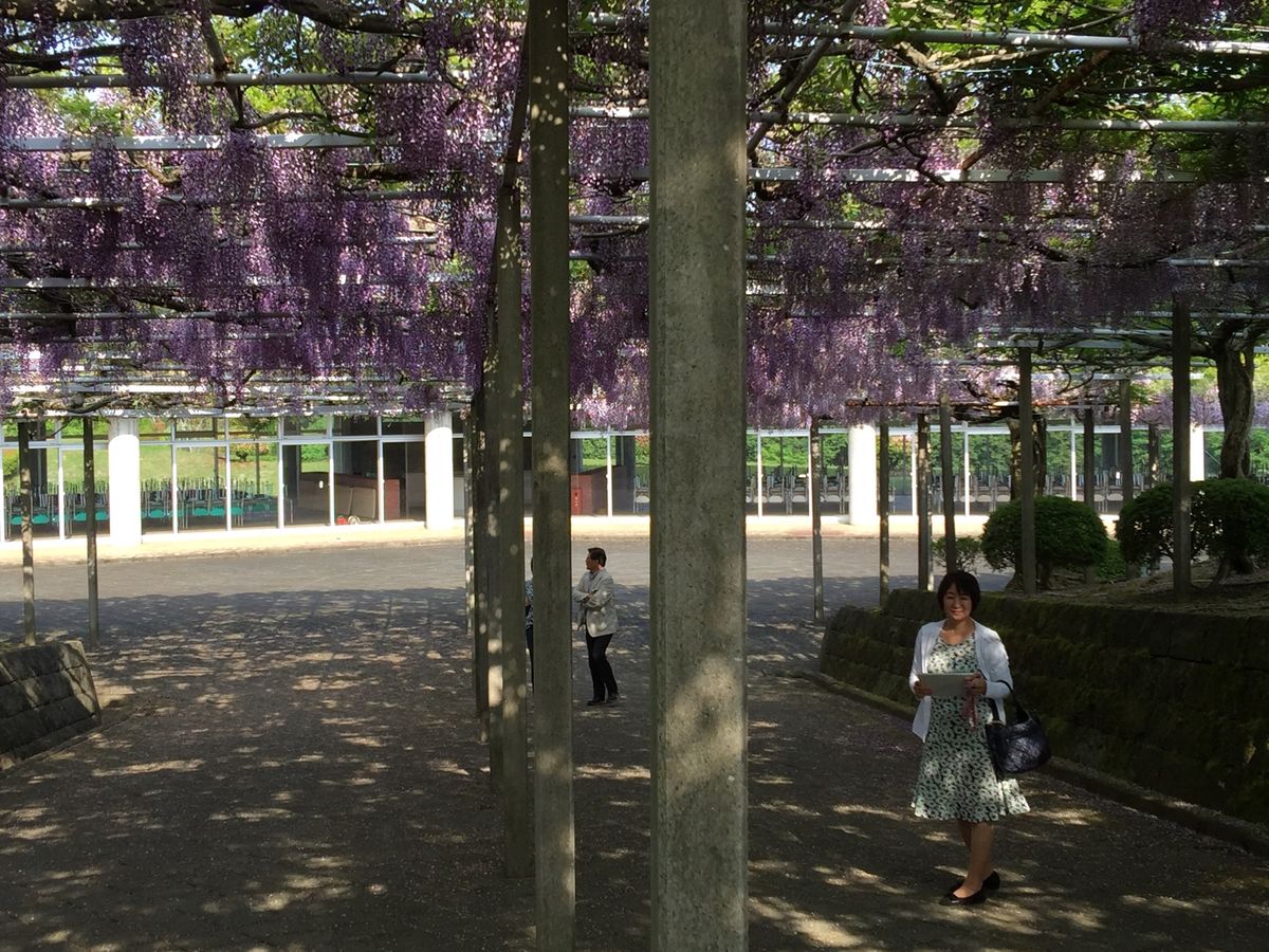 初めて行きました。見頃を過ぎてしまいましたが、立派な藤棚です。来年も来よう！