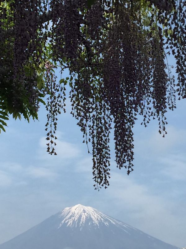 日本「「富士宮市　下条の藤棚」」の写真：初めて行きました。見頃を過ぎてしまいまし...