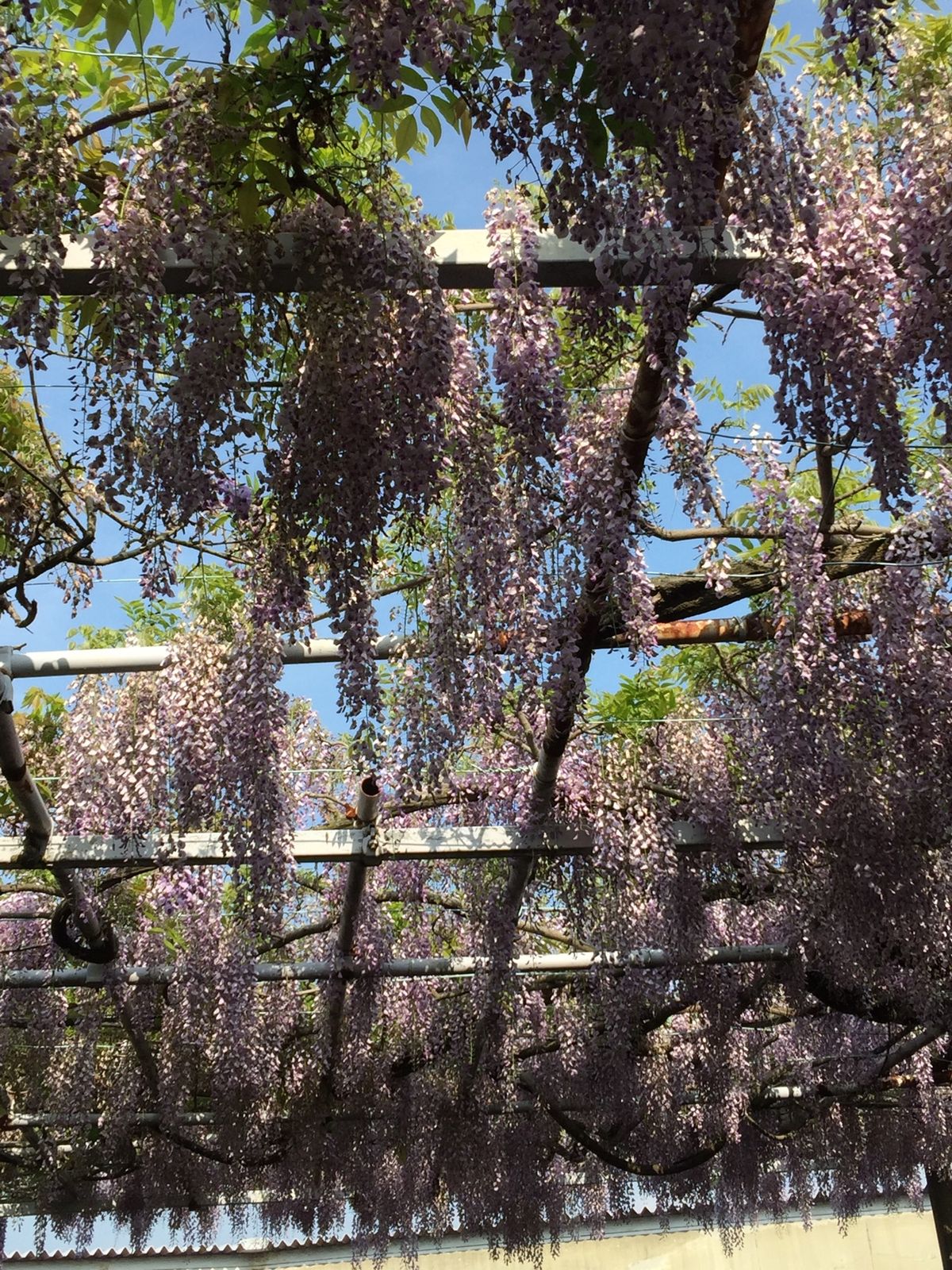 初めて行きました。見頃を過ぎてしまいましたが、立派な藤棚です。来年も来よう！
