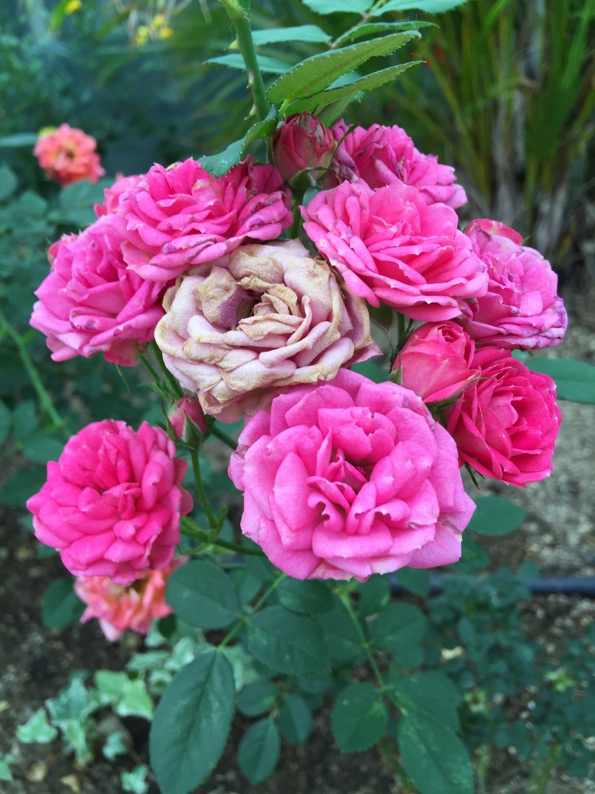 お手入れありがとう😊