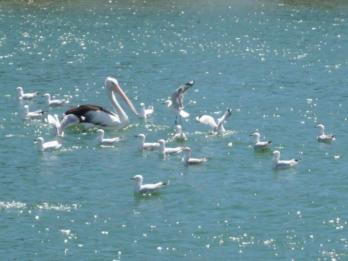 ペリカンがその辺にいる高級住宅地のマンデュラ。in WA
どの家もボード持...