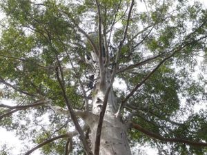 ペンバートン。in WA
背が高くなる木の一つ、カリーの木が生息していて、...