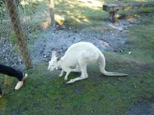 カバシャンワイルドライフパーク。in WA
珍しい白いカンガルー。
ずっと...
