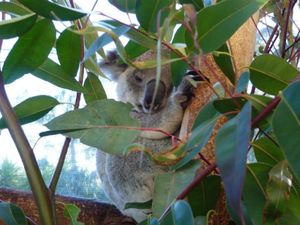 カバシャンワイルドライフパーク。in WA
珍しい白いカンガルー。
ずっと...