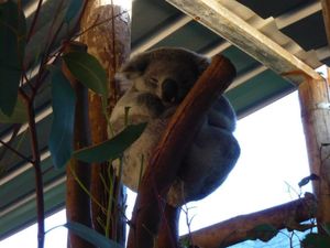 カバシャンワイルドライフパーク。in WA
珍しい白いカンガルー。
ずっと...