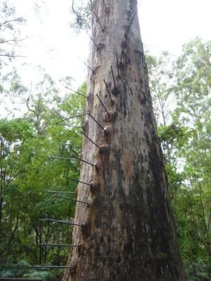 ペンバートン。in WA
背が高くなる木の一つ、カリーの木が生息していて、...