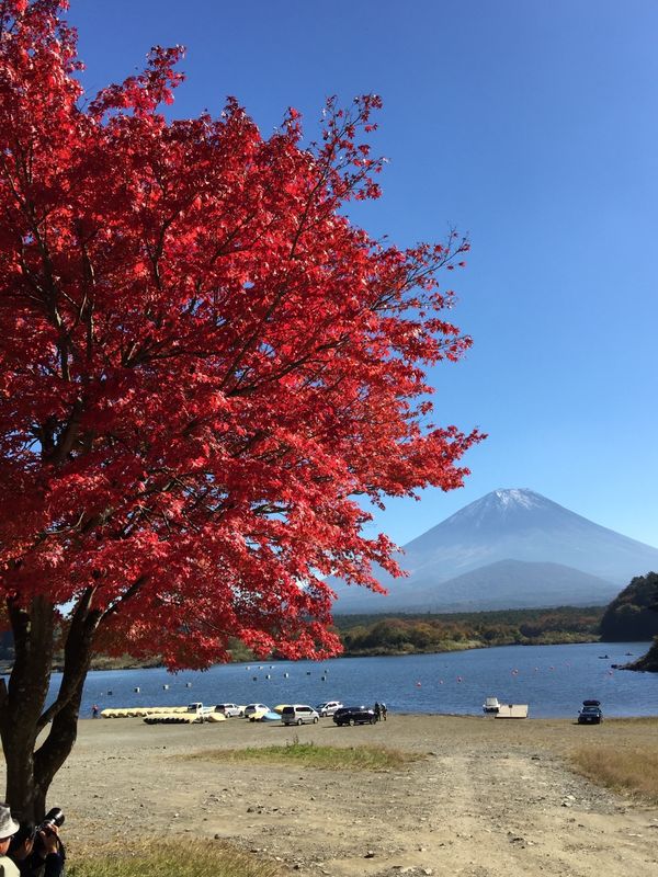 日本「「精進湖の紅葉　毎年同じ場所2016年」」の写真：紅葉🍁は、青空に映える‼️
