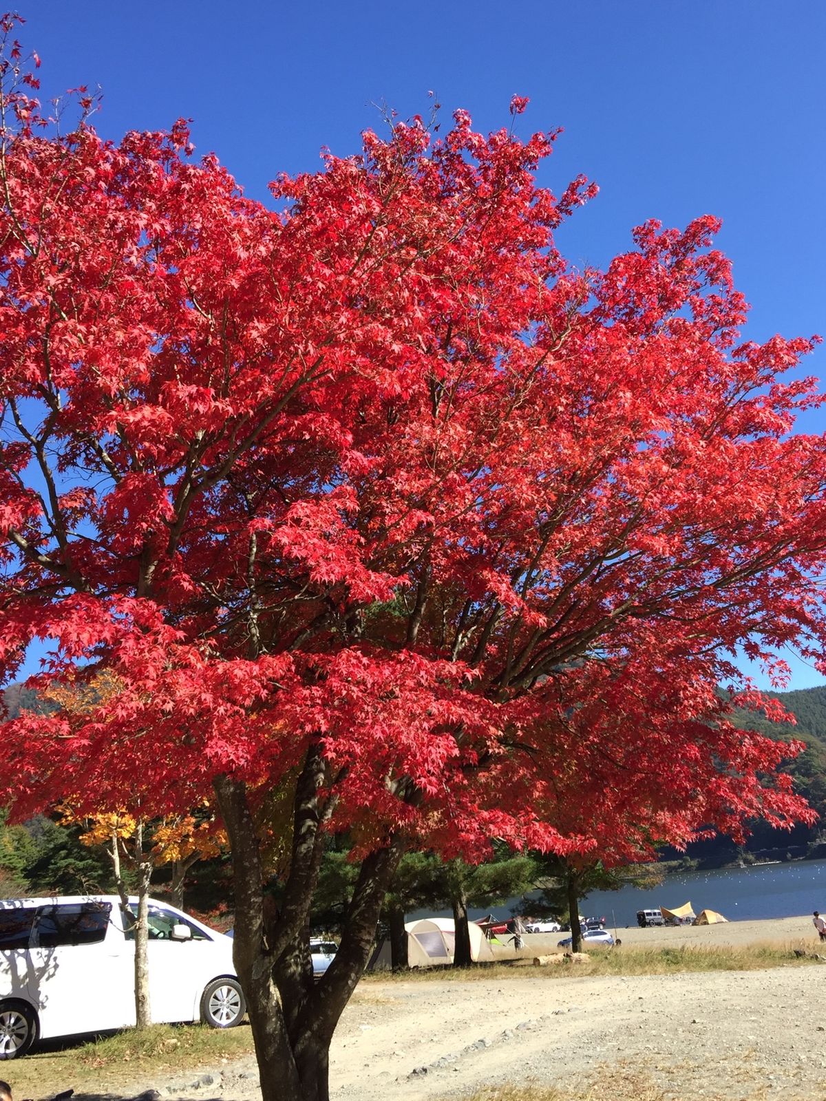 紅葉🍁は、青空に映える‼️