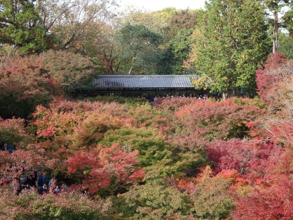 日本・京都「京都旅行」の写真