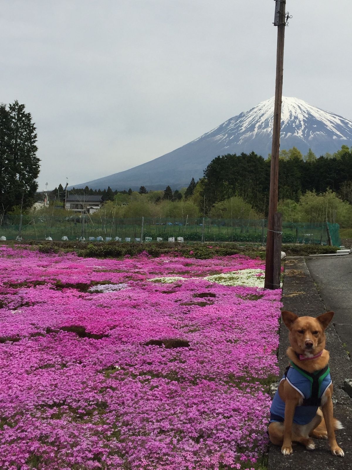 芝桜の世話も大変みたいです。