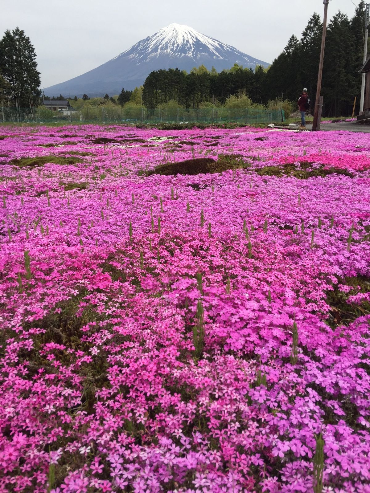 芝桜の世話も大変みたいです。