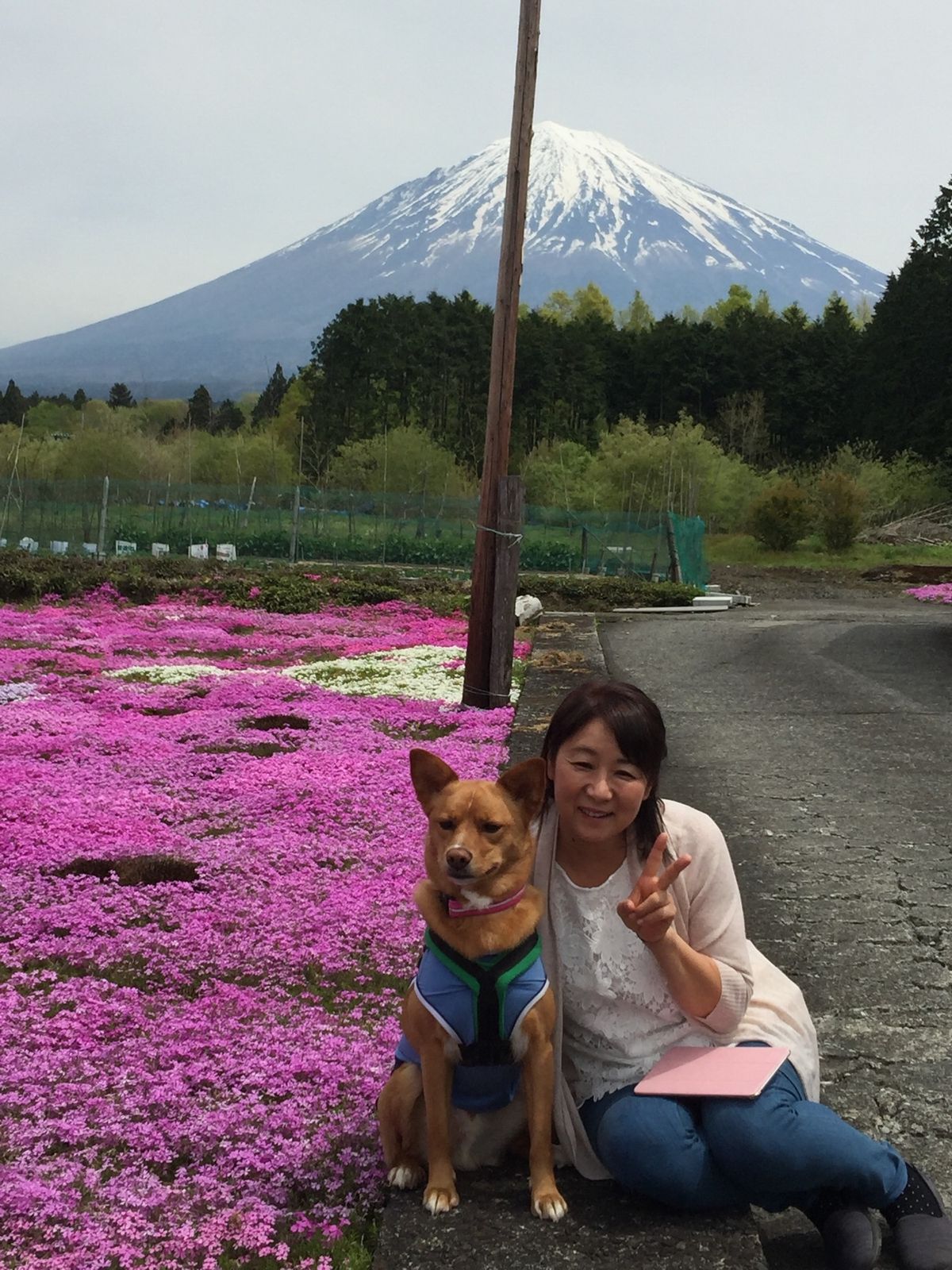 芝桜の世話も大変みたいです。