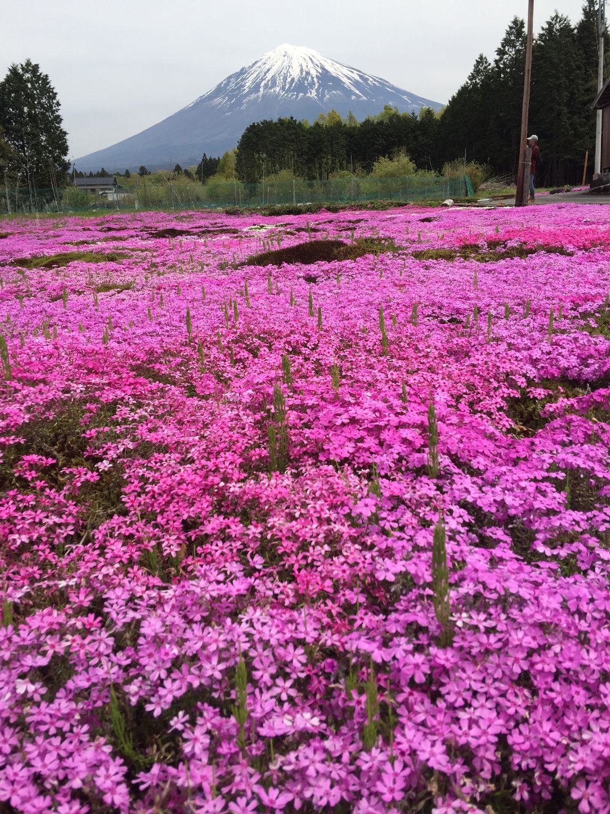 芝桜の世話も大変みたいです。