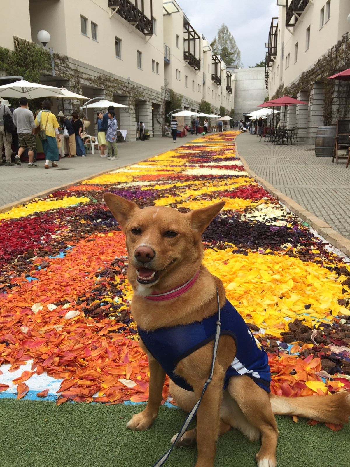 お花💐🌸🌼いっぱい❣️