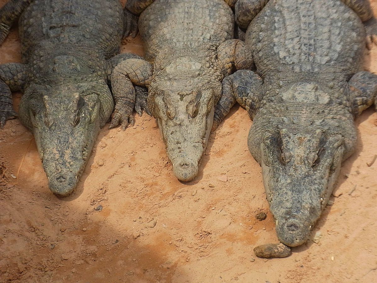 トンレサップ湖の水上集落へは観光用の小型ボートで出発
教会の船、学校の船、...