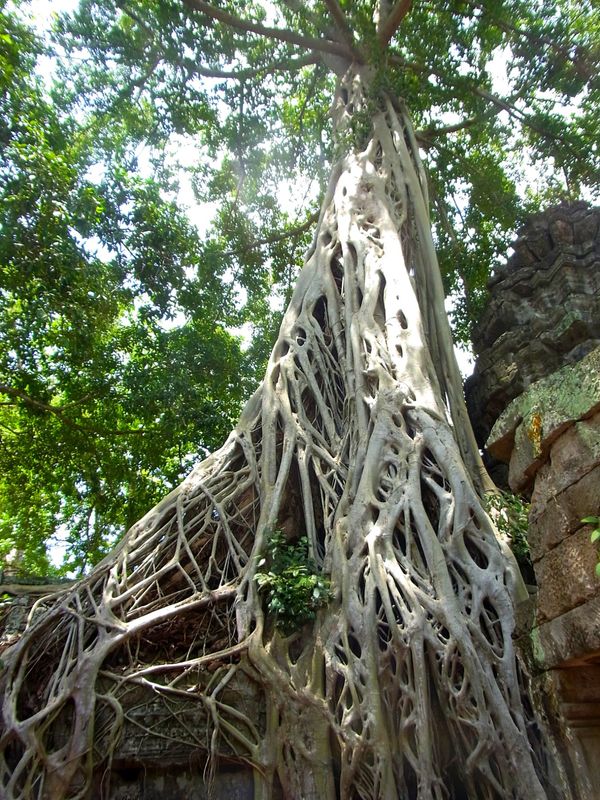 カンボジア・シェムリアップ「カンボジア　遺跡群を徘徊する旅」の写真：巨大で真っ白な木の根が遺跡を覆い尽くすタ...