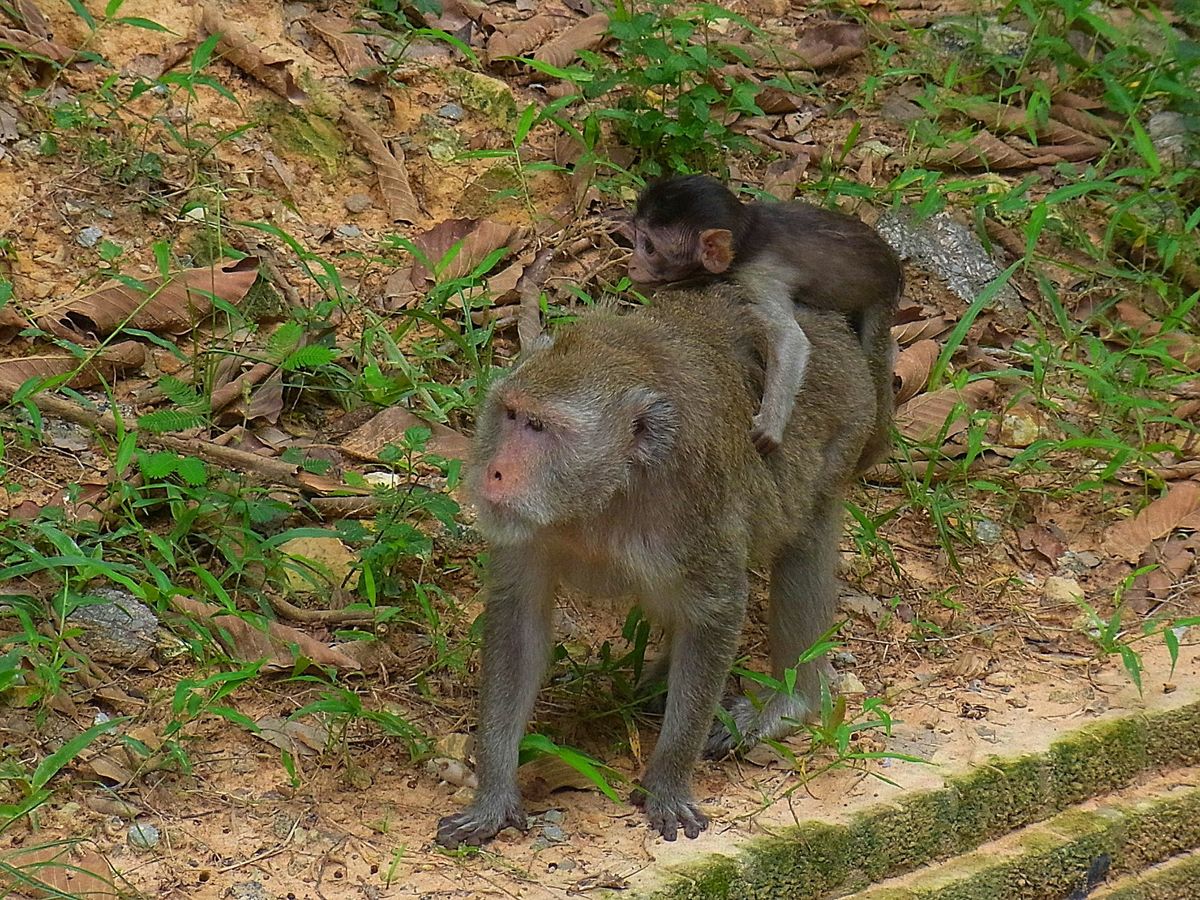 アンコールワット
訪問時は天気がパリっとせず、日の出や日没はどんよりした感...