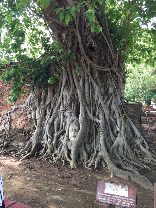 タイ・バンコク「バンコク、アユタヤ」の写真