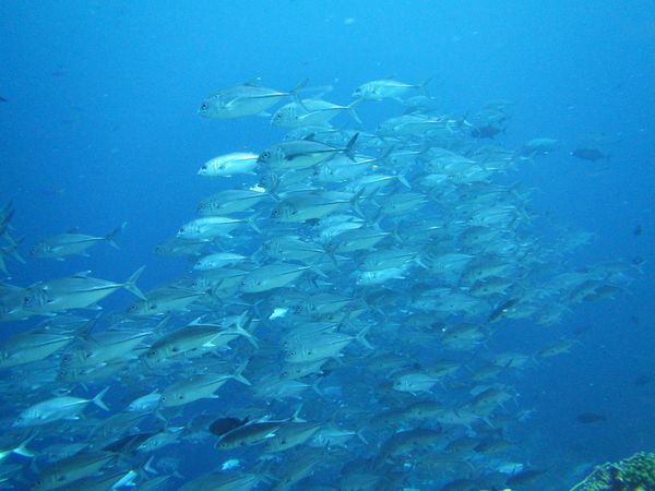 パラオ・コロール「パラオ　ダイビング三昧とホワイトビーチ！」の写真：メインアイランドから離れた戦跡の島 ペリ...