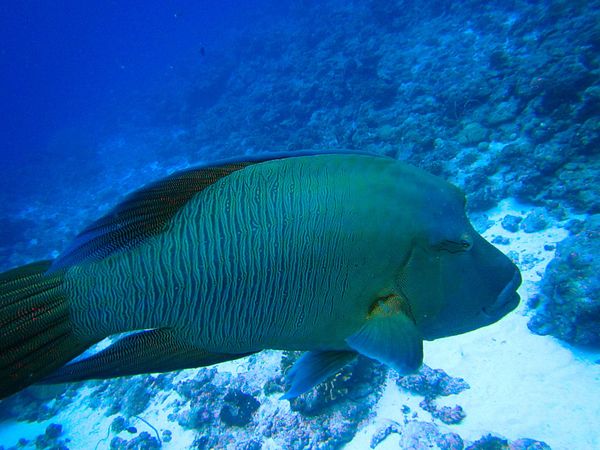 パラオ・コロール「パラオ　ダイビング三昧とホワイトビーチ！」の写真：メインアイランドから離れた戦跡の島 ペリ...