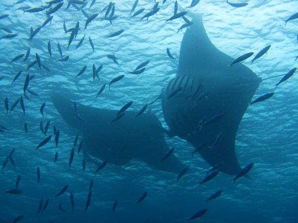 パラオ・コロール「パラオ　ダイビング三昧とホワイトビーチ！」の写真：メインアイランドから離れた戦跡の島 ペリ...