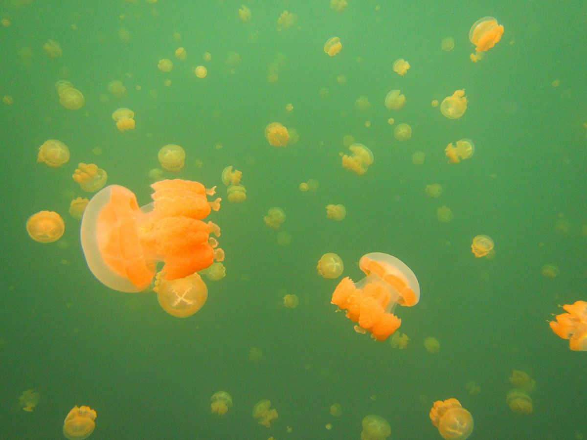 パラオ最大の島 バベルダオブ島は、かなり大きな島でレンタカーで探検
他にも...