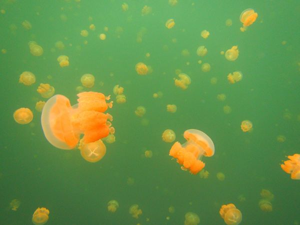 パラオ・コロール「パラオ　ダイビング三昧とホワイトビーチ！」の写真：パラオ最大の島 バベルダオブ島は、かなり...