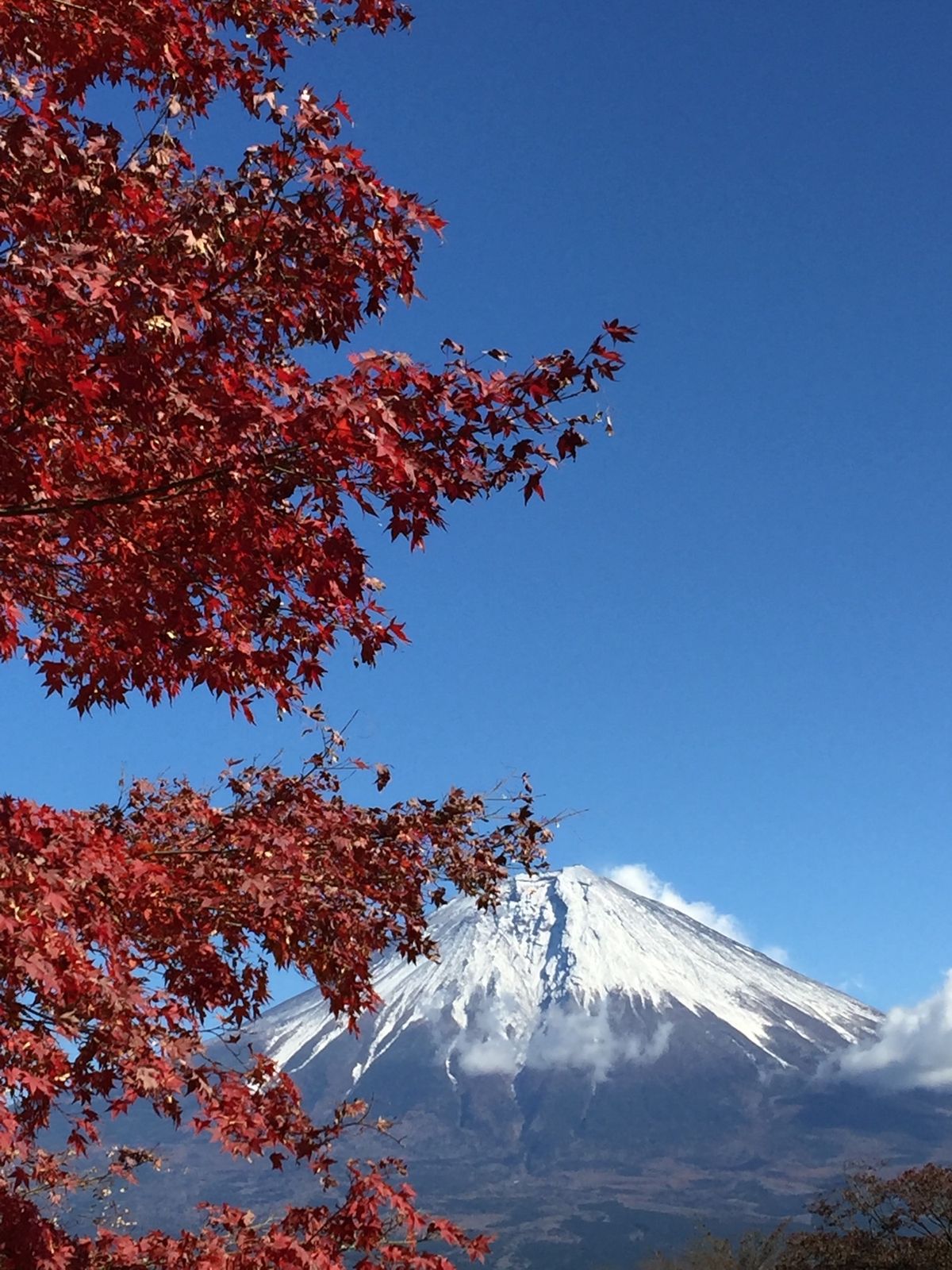 紅葉🍁と富士山🗻。鉄板‼️
富士宮市田貫湖。