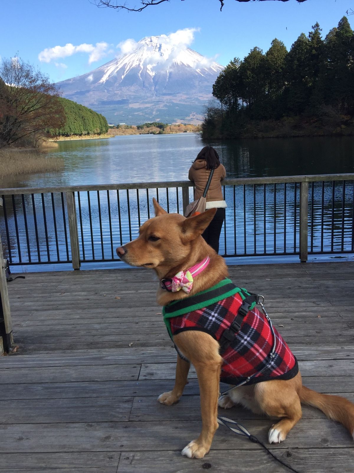 紅葉🍁と富士山🗻。鉄板‼️
富士宮市田貫湖。