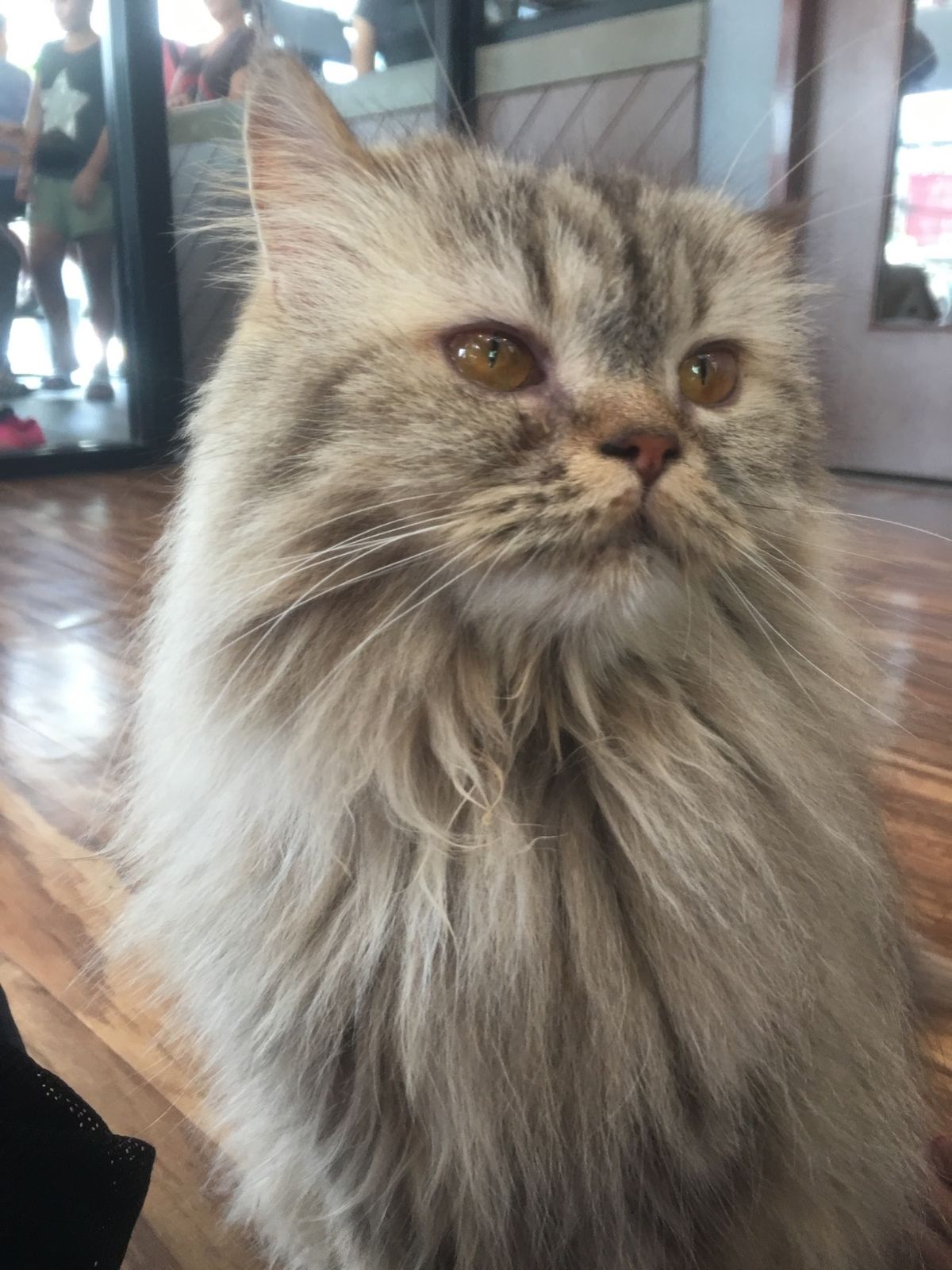 チェンライの猫カフェ