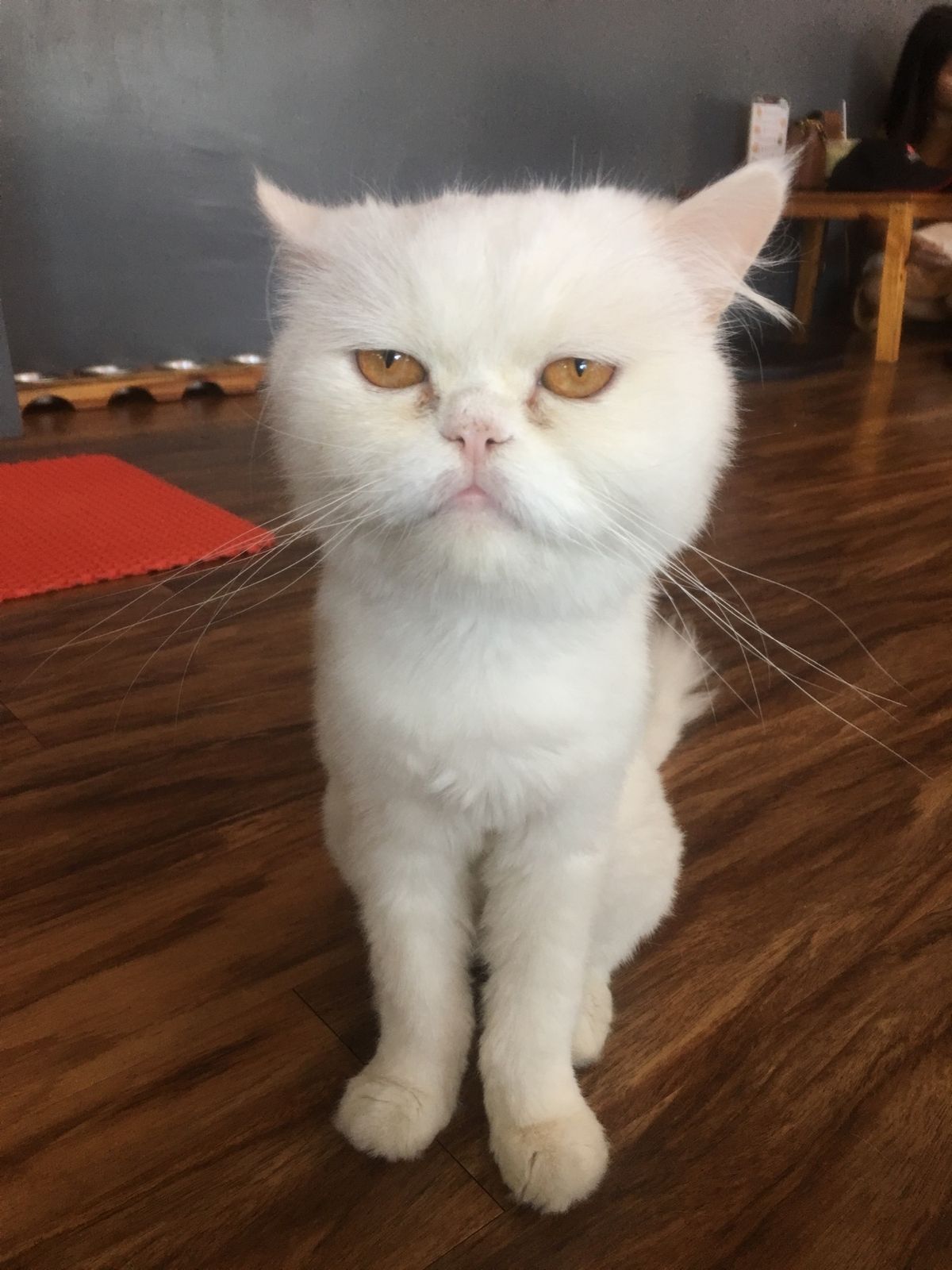 チェンライの猫カフェ