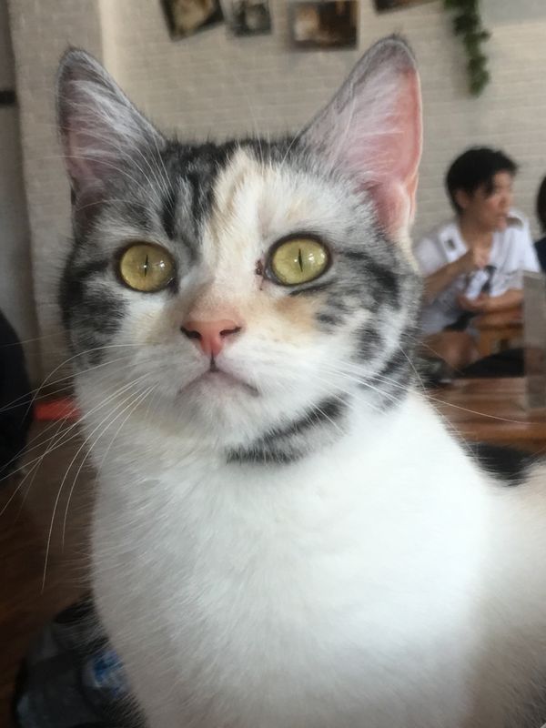 タイ・バンコク「関空壊れたタイ旅行」の写真：チェンライの猫カフェ