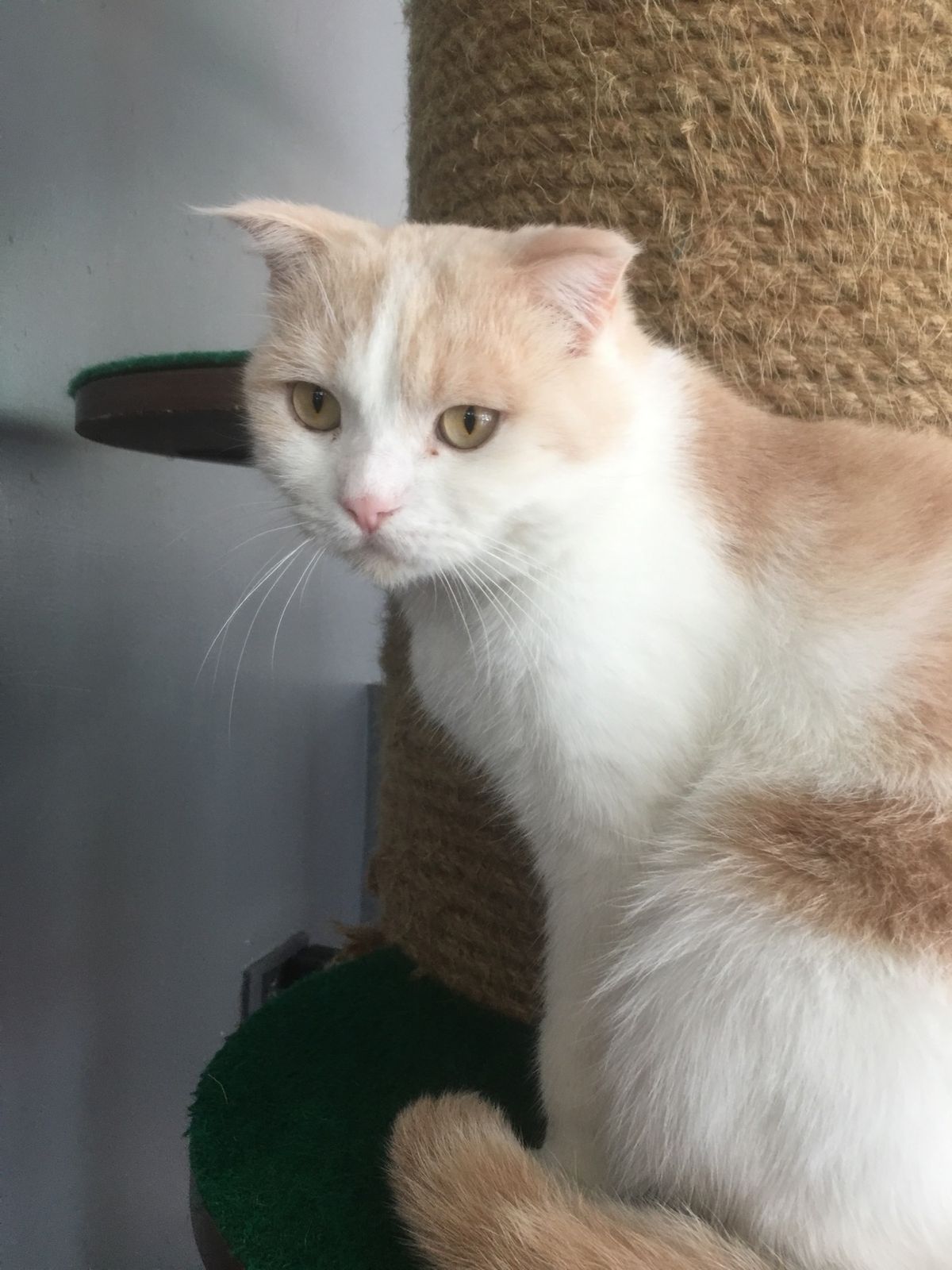 チェンライの猫カフェ