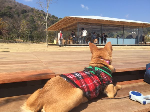 日本「「熱海アカオハーブガーデン　KOEDA CAFE」」の写真：隈研吾氏設計