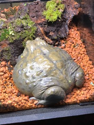 カエル🐸専門動物園