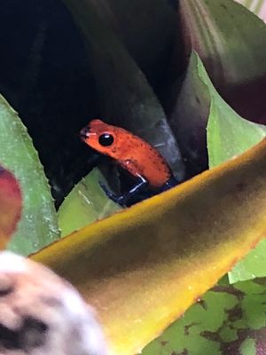 カエル🐸専門動物園