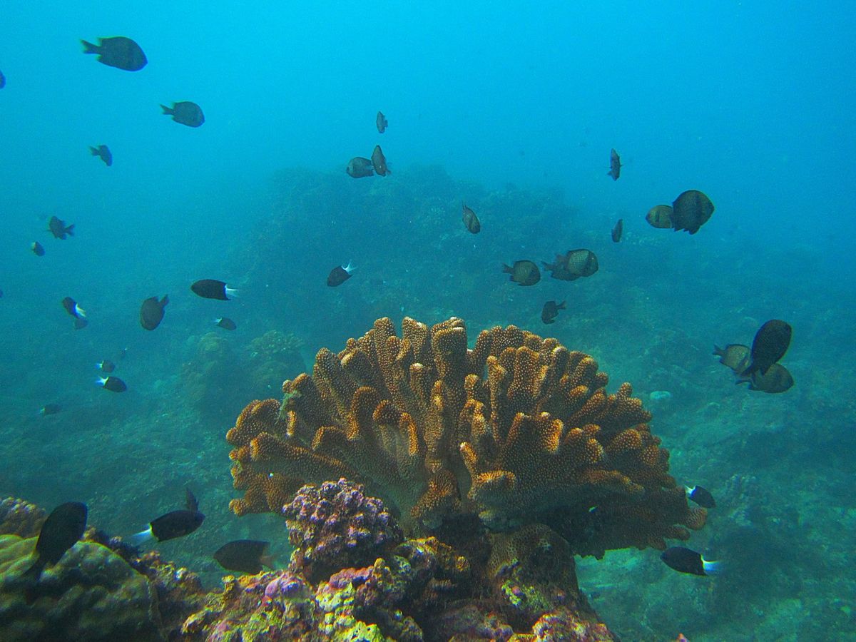 小琉球のダイビングは暑すぎない春か秋がおすすめ
カメカメアイランドなので、...