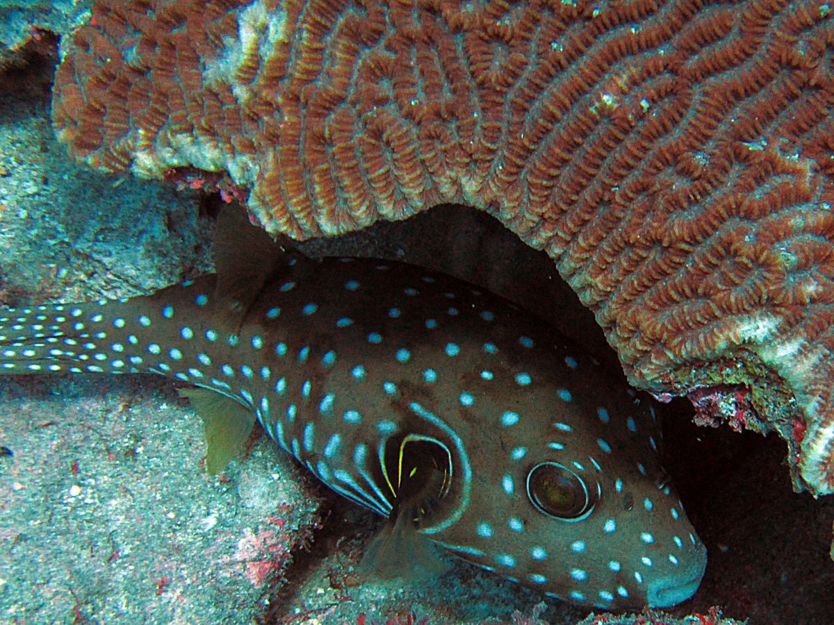 小琉球のダイビングは暑すぎない春か秋がおすすめ
カメカメアイランドなので、...