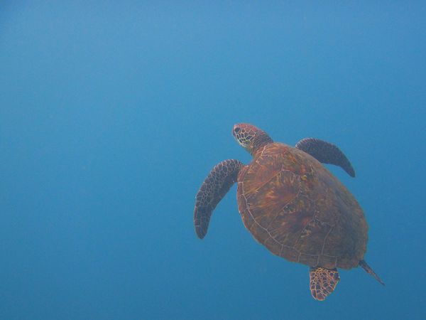 台湾・小琉球「台湾小琉球 カメカメアイランドへのダイビング旅行」の写真：小琉球のダイビングは暑すぎない春か秋がお...