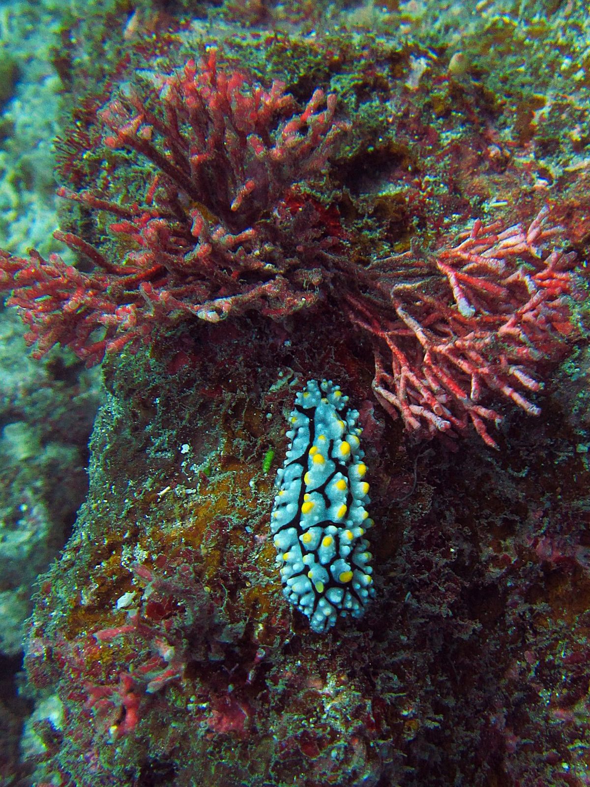 小琉球のダイビングは暑すぎない春か秋がおすすめ
カメカメアイランドなので、...