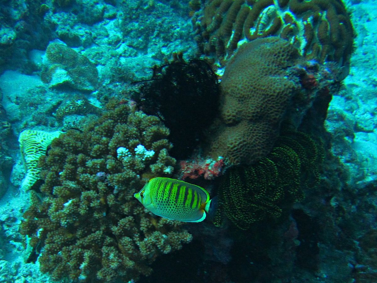 小琉球のダイビングは暑すぎない春か秋がおすすめ
カメカメアイランドなので、...