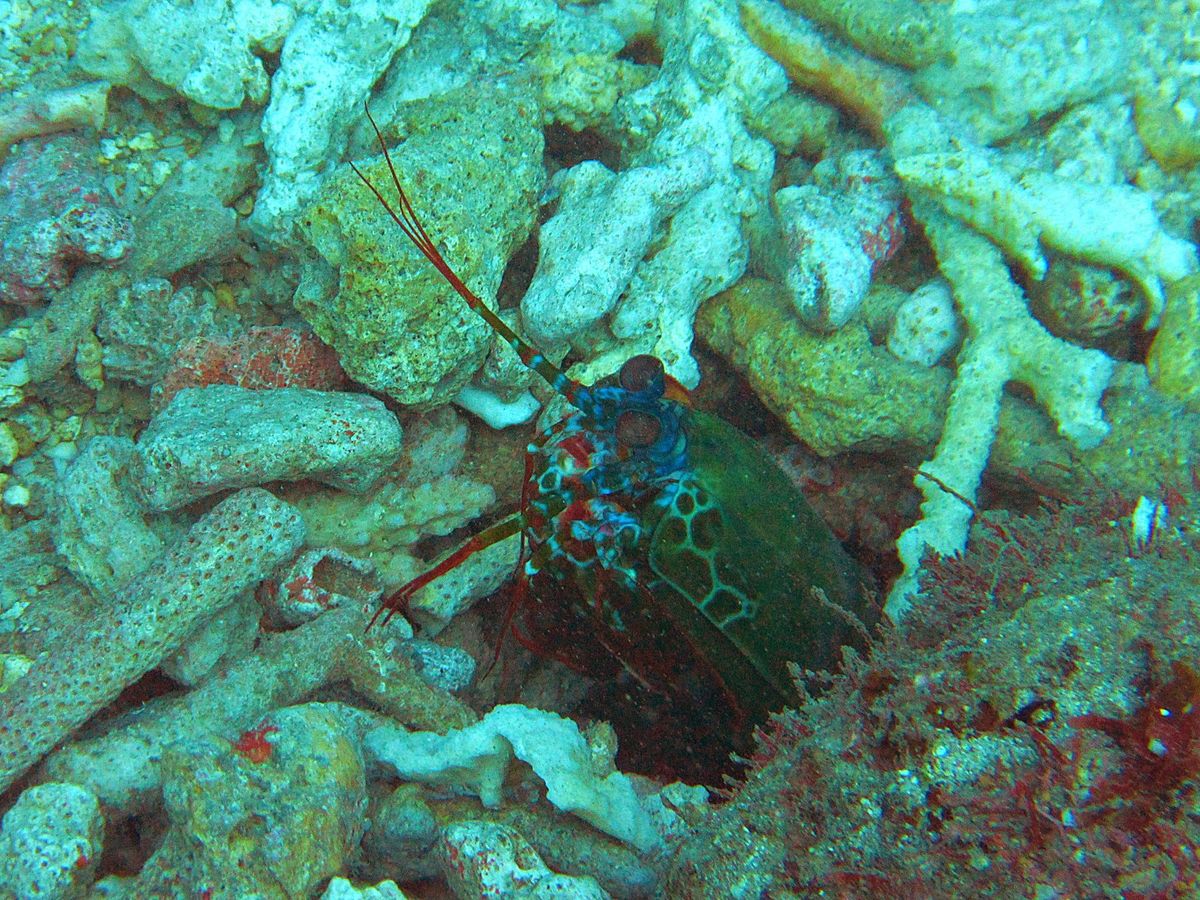 小琉球のダイビングは暑すぎない春か秋がおすすめ
カメカメアイランドなので、...