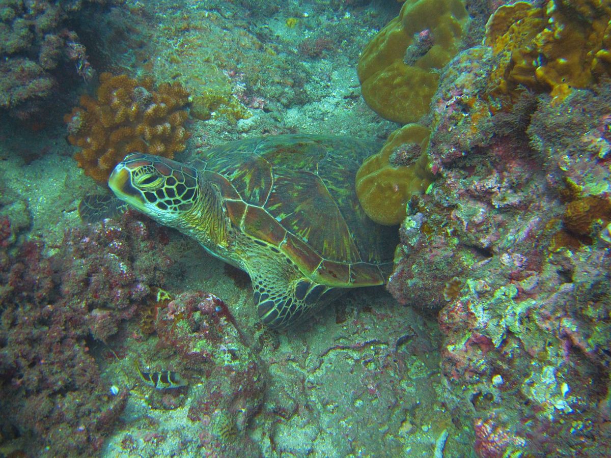 小琉球のダイビングは暑すぎない春か秋がおすすめ
カメカメアイランドなので、...